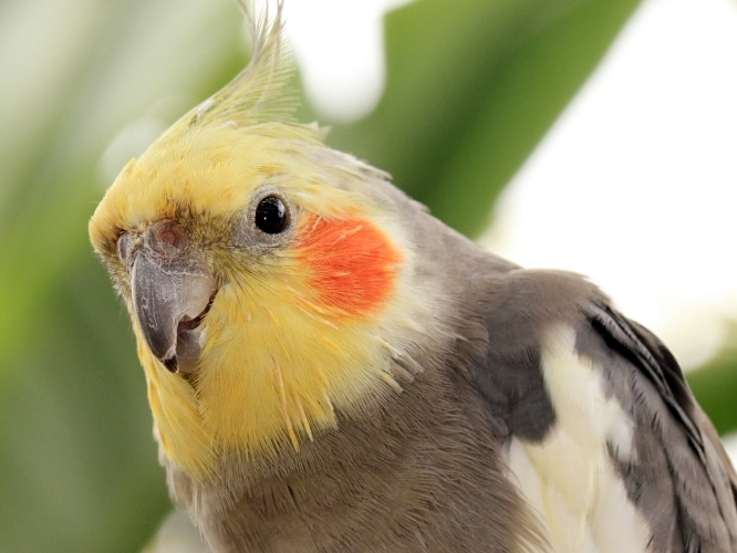 Cockatiel Membership | Free Flight Exotic Bird Sanctuary