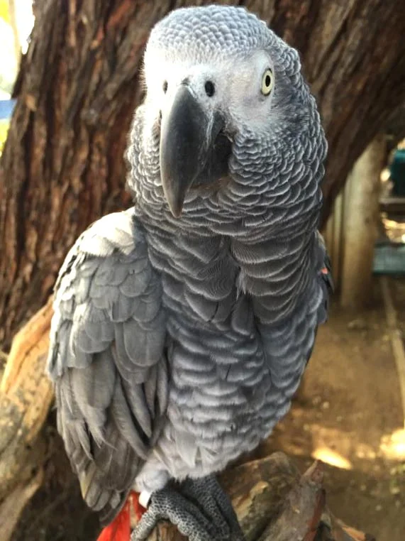 Cosmo is available for adoption.