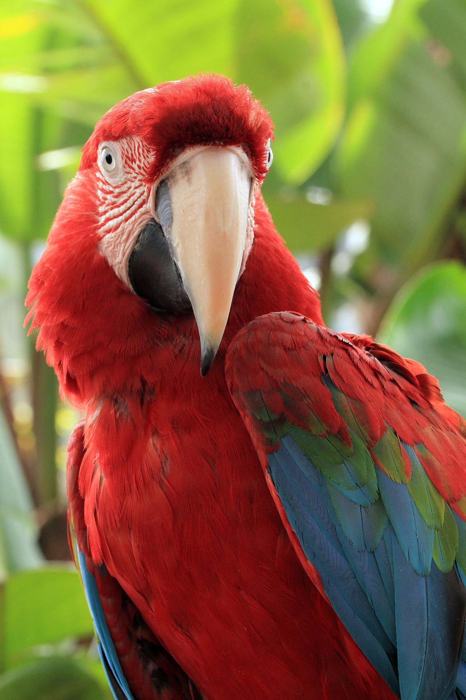 Macawli