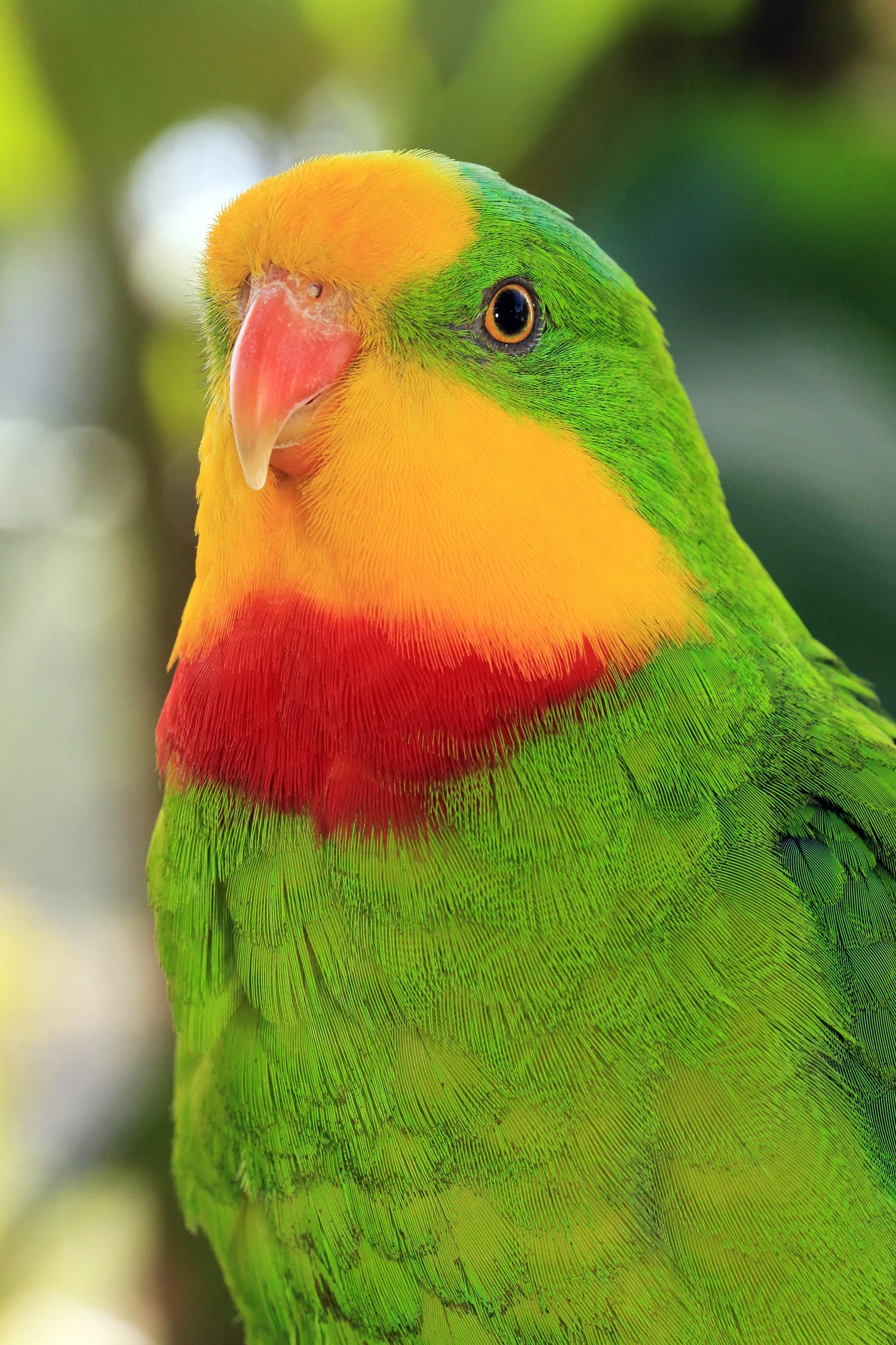 Ozzie