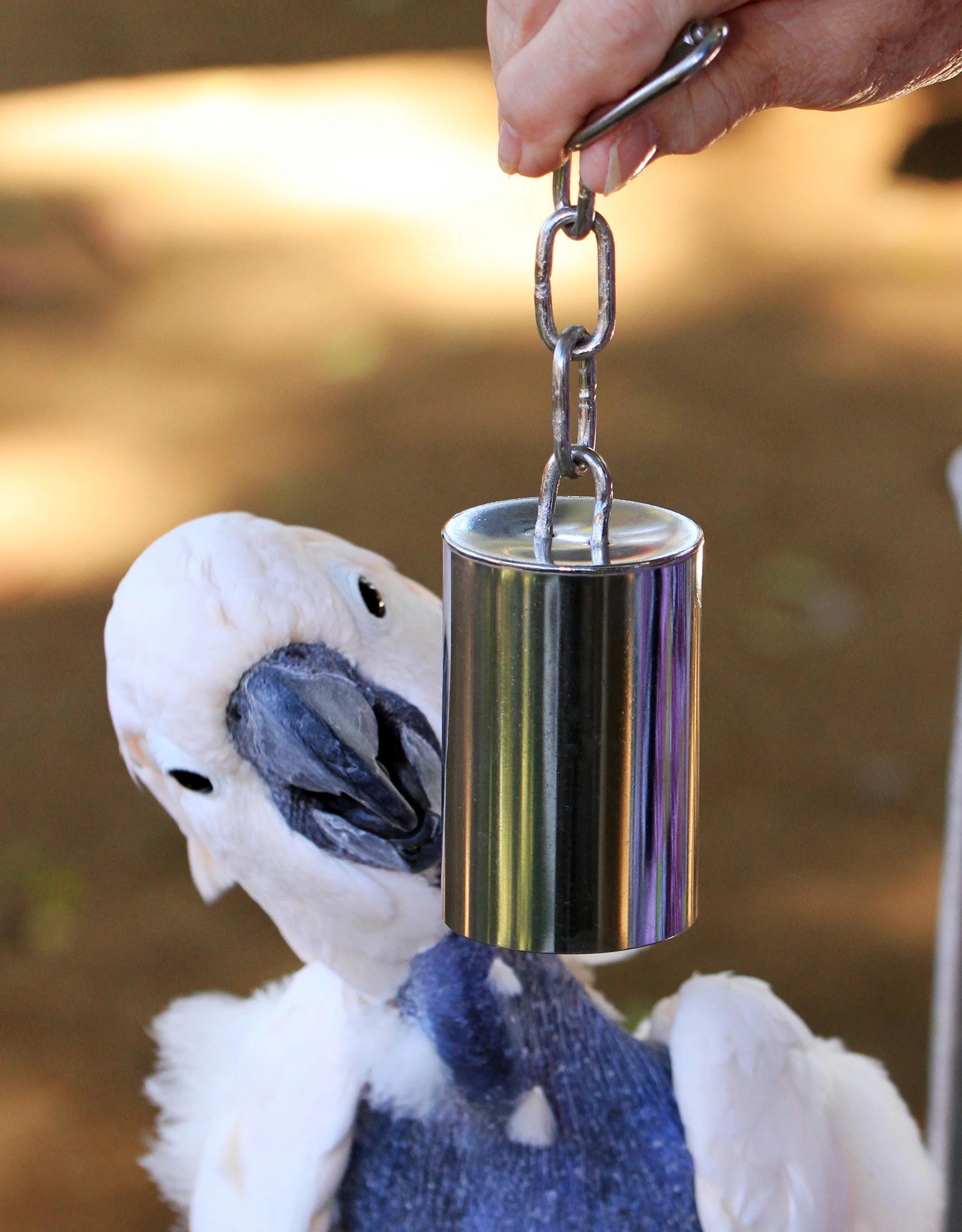 Toys For Birds Drive