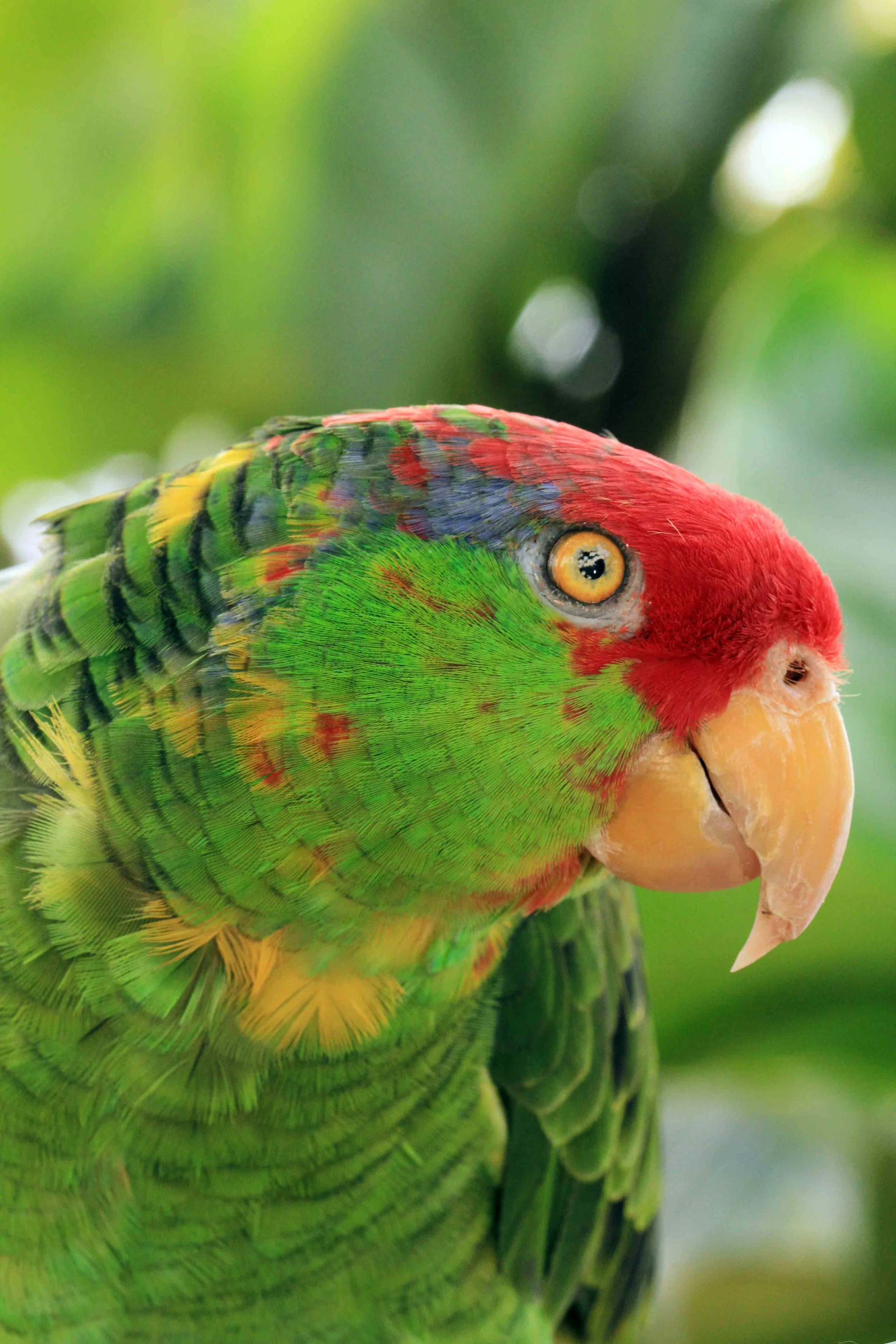 Paco, Mexican Red-Headed Amazon
