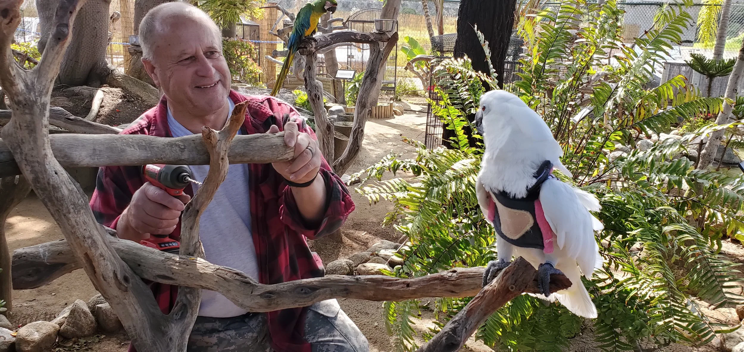 Volunteer Handyman Charlie with his favorite assistant, Casper the Umbrella Cockatoo