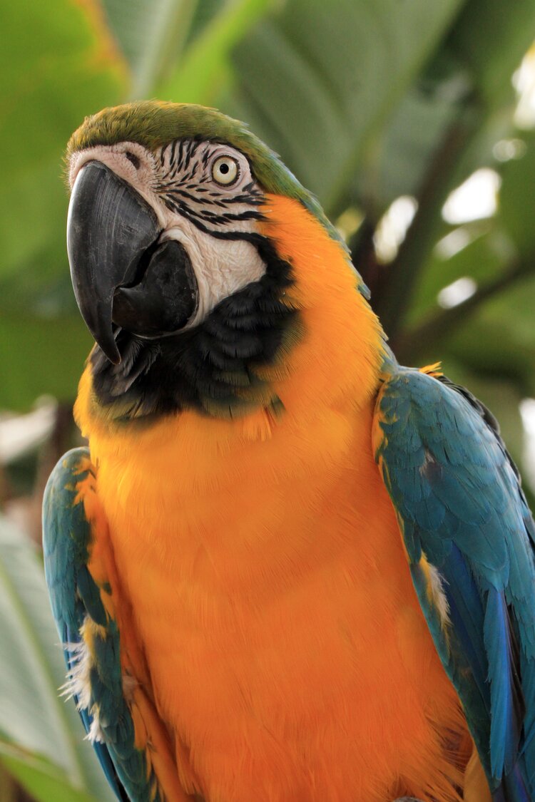 Adopt A Companion Bird | Free Flight Exotic Bird Sanctuary