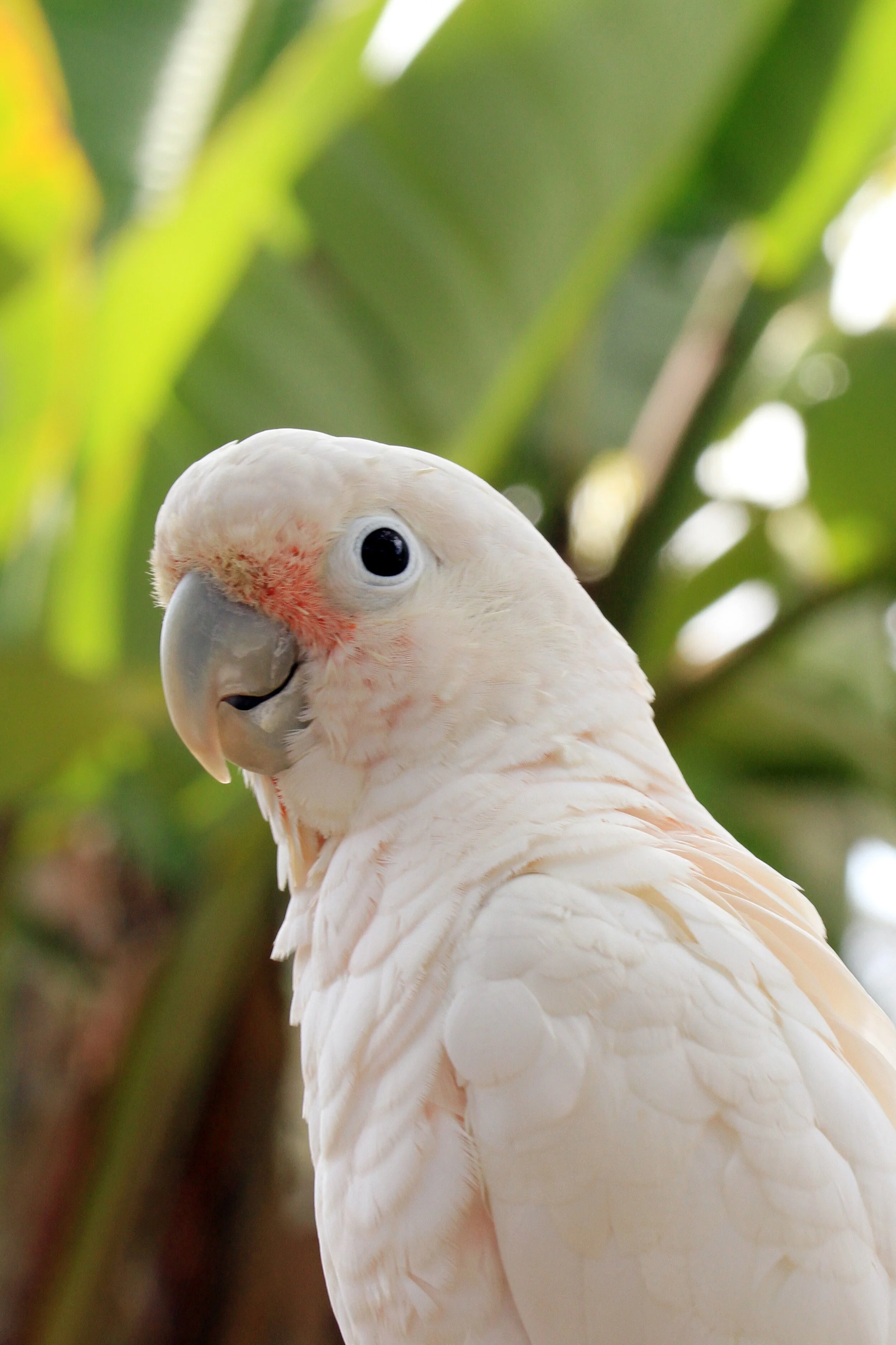 Adopt A Companion Bird Free Flight Exotic Bird Sanctuary