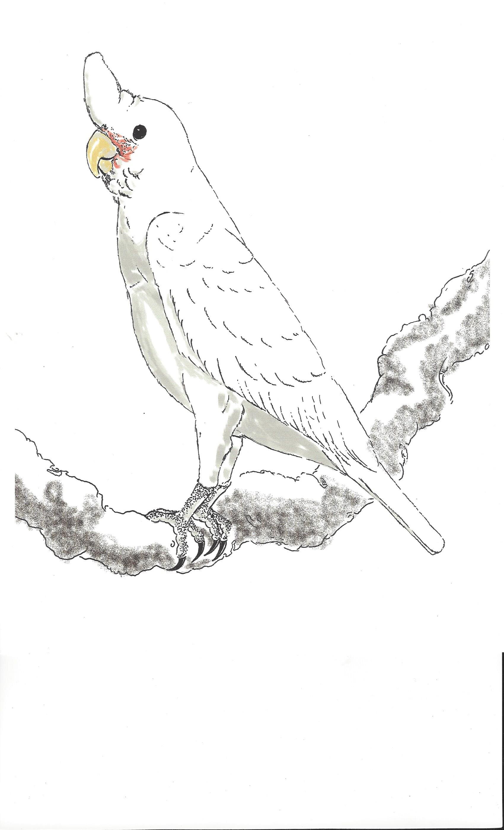 Goffin's Cockatoo by Heaven Wolf