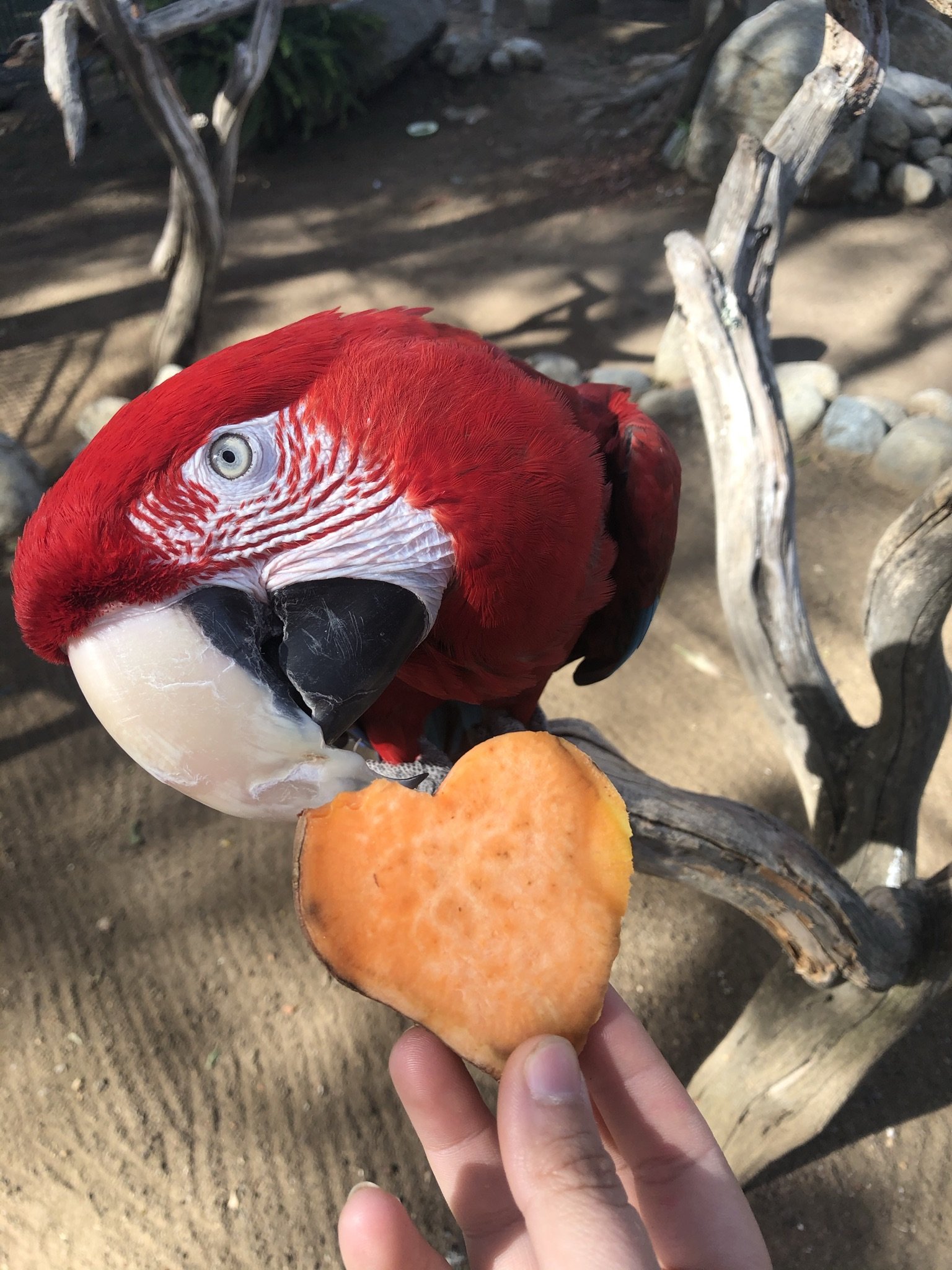 Free Flight Painting Event! Session 2