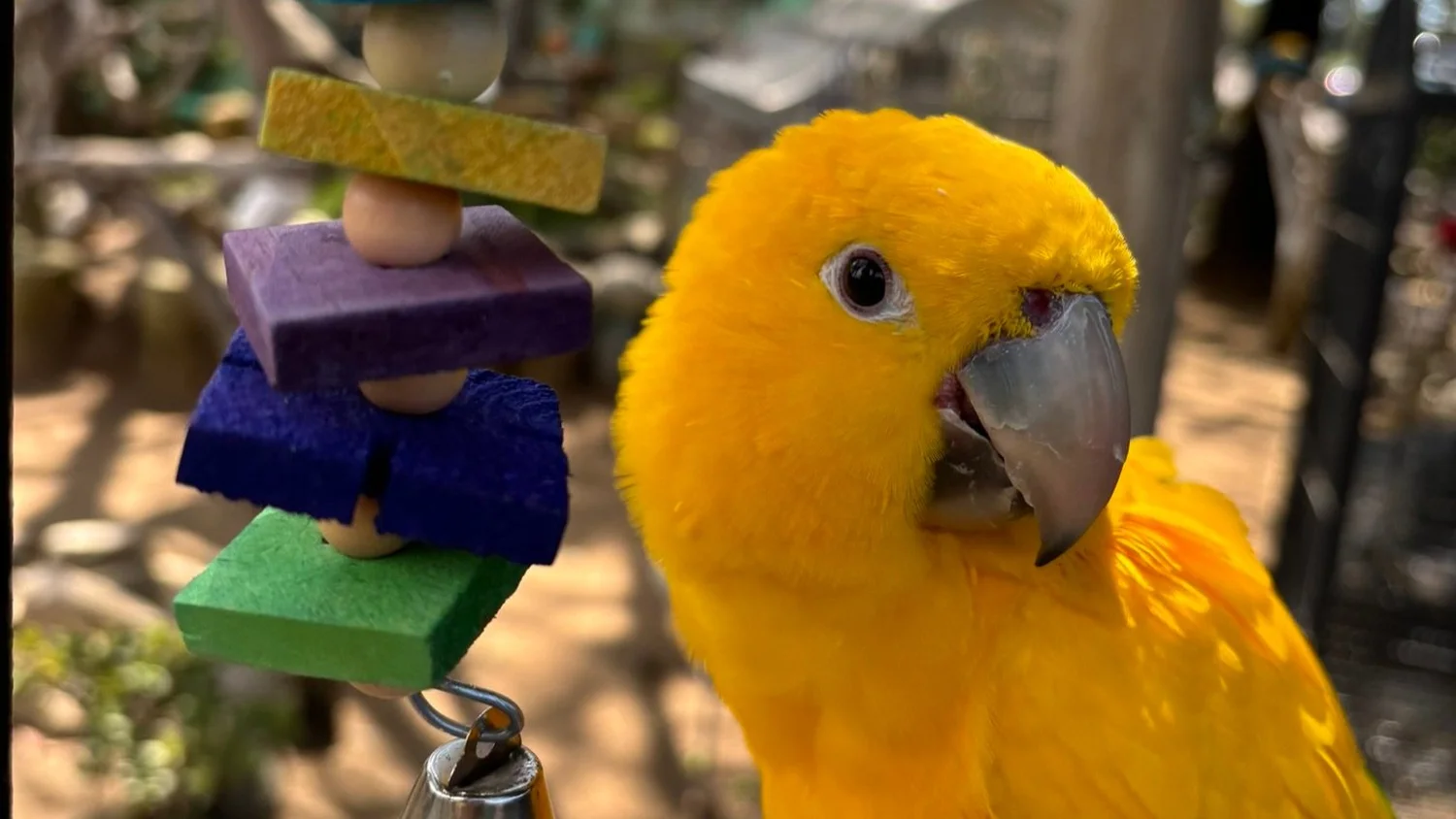 How to Make Money Helping Exotic Birds: Proven Profitable Tips
