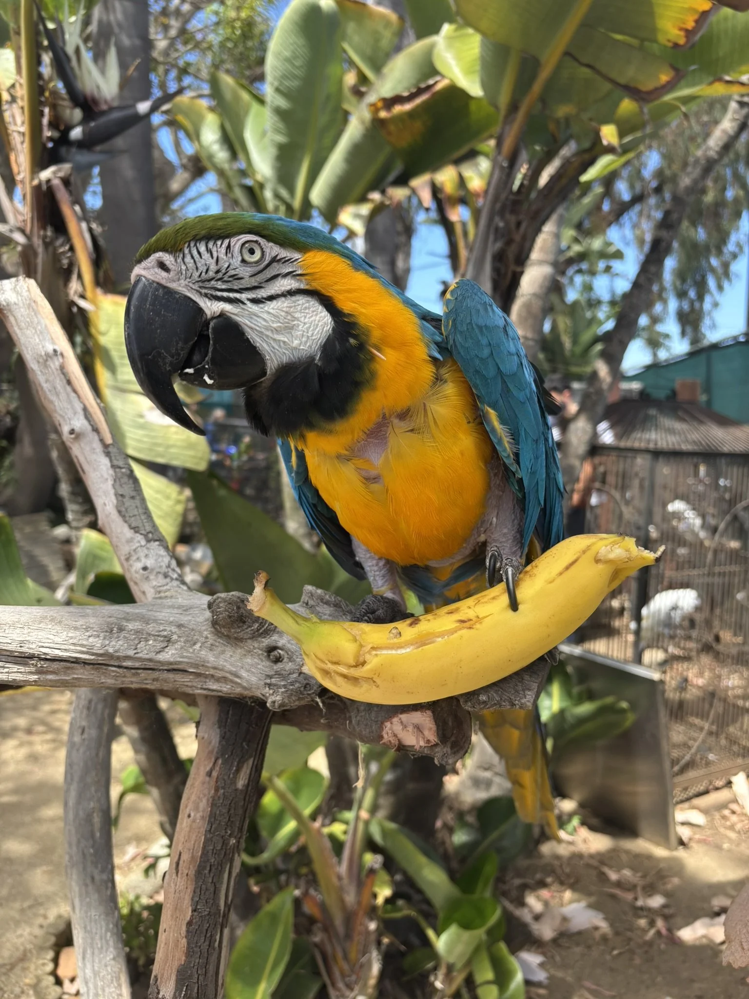 Let's Talk Parrot! @ San Diego Bird Festival 2026!