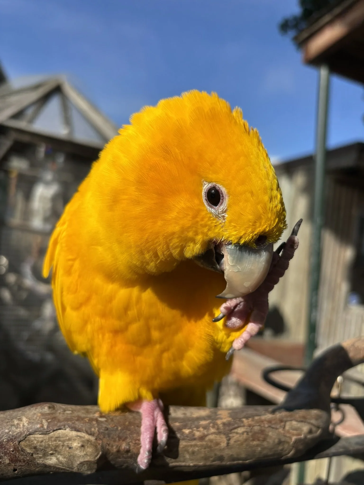 Summer "Painting with Parrots" Event 