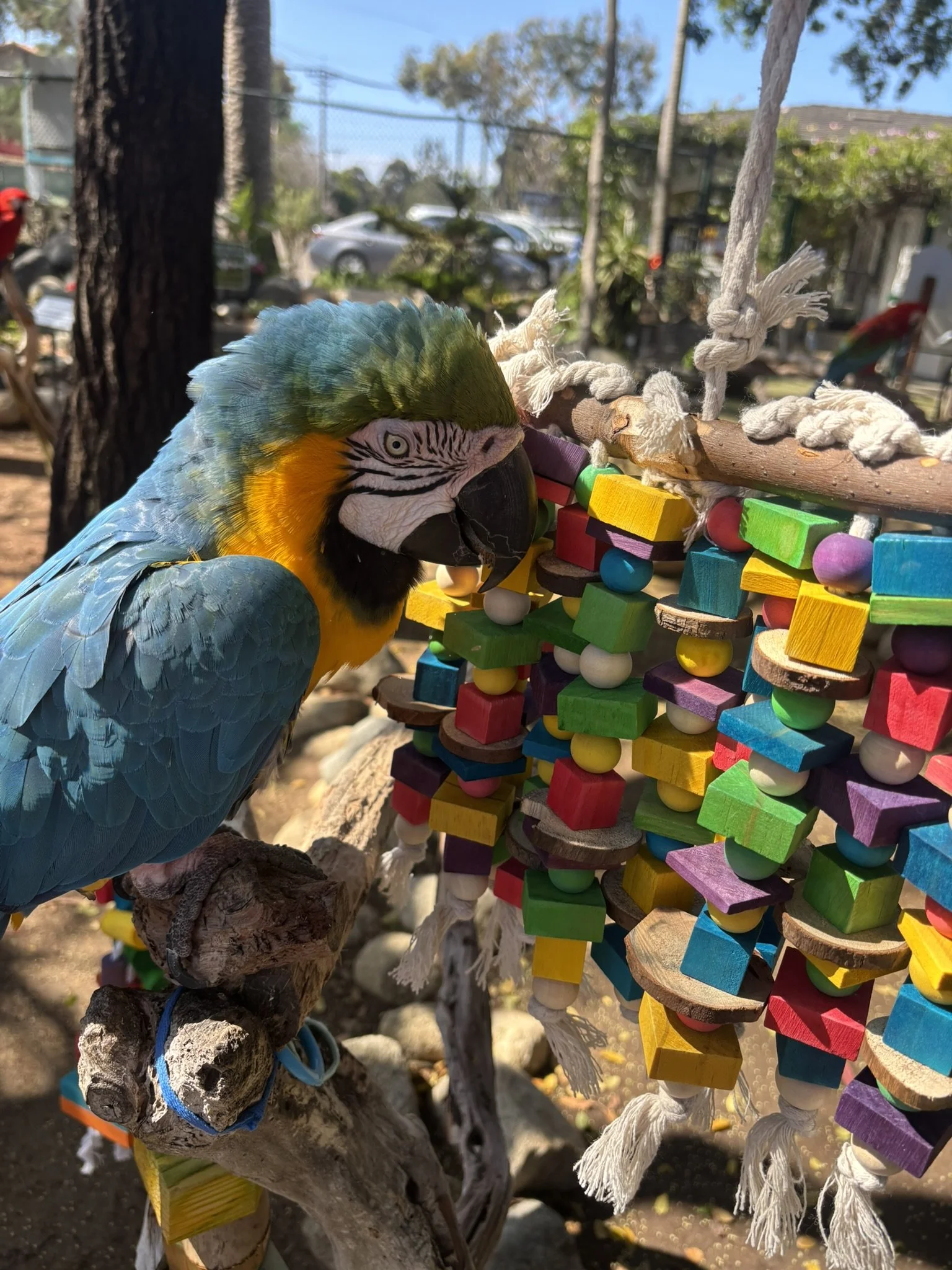 Spring Painting with Parrots! (AM Session)