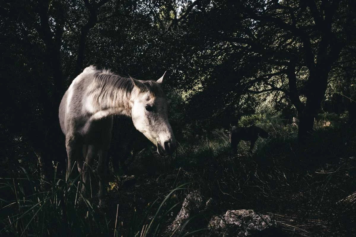 © UNICORN by DELAFOI