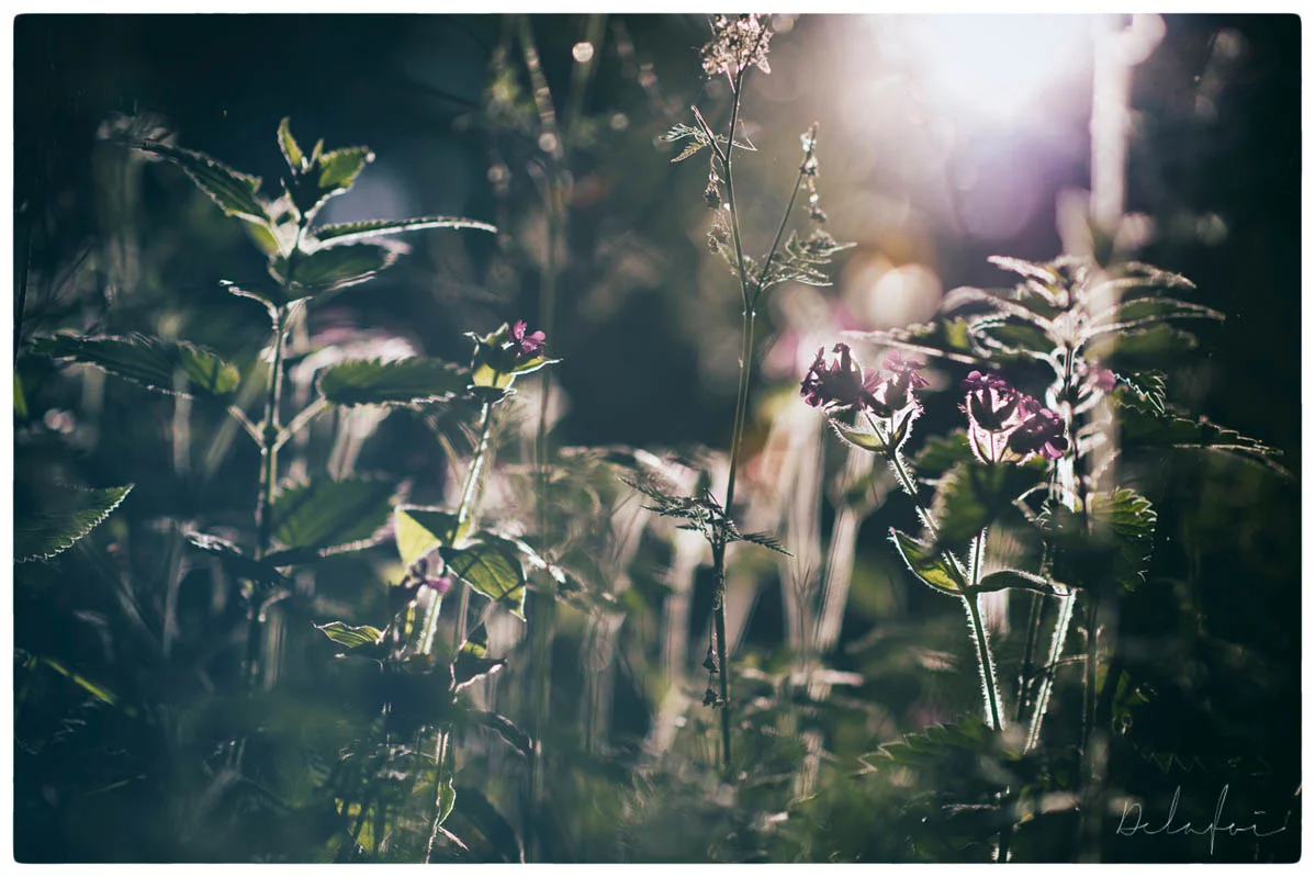 © FRIHET (ALLTID LJUS) by DELAFOI