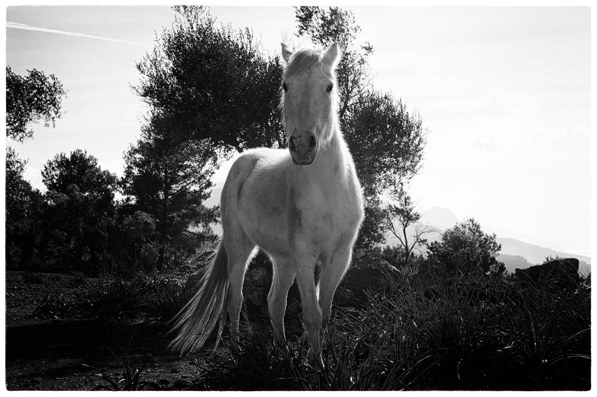 © THE THIN WILD DUKE by DELAFOI