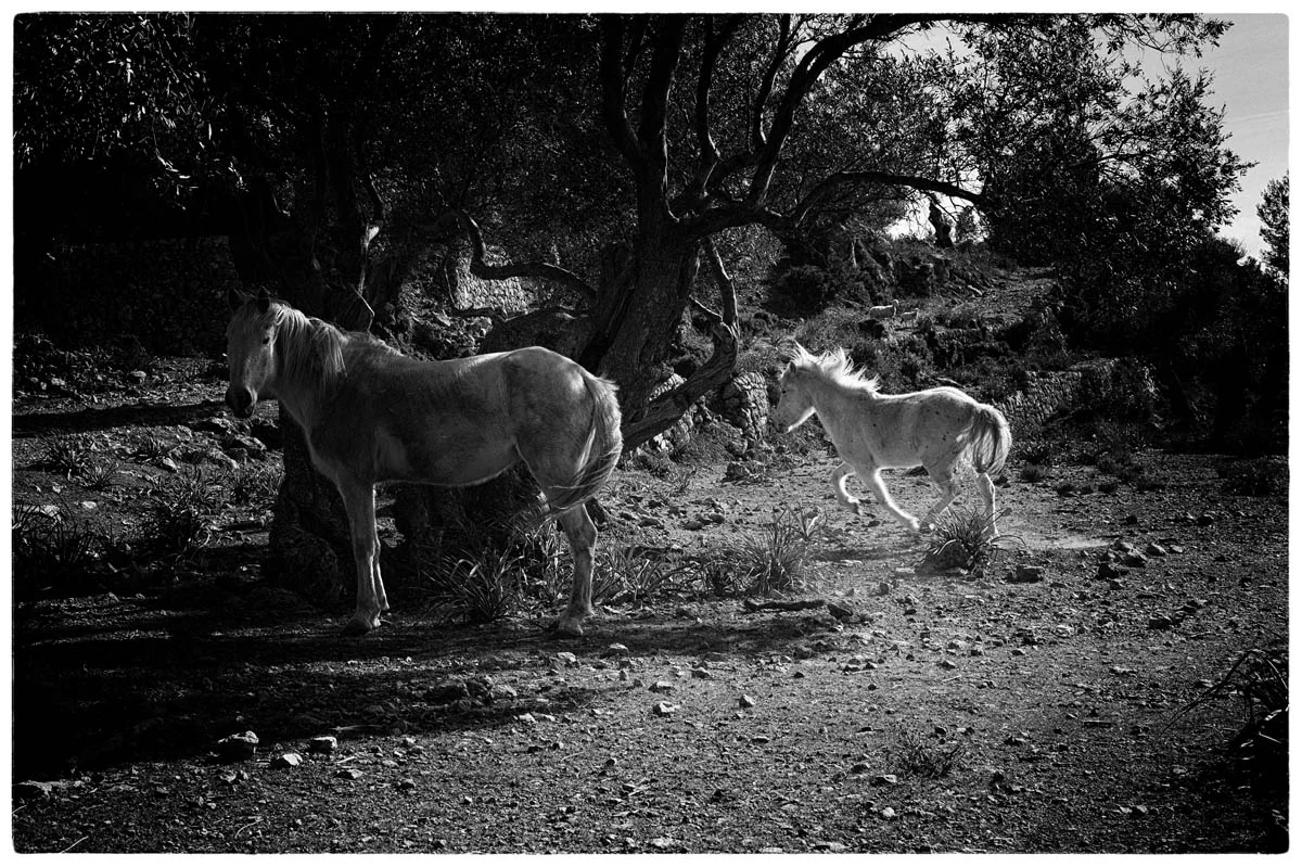 © THE THIN WILD DUKE by DELAFOI