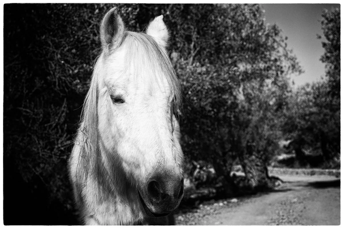 © THE THIN WILD DUKE by DELAFOI