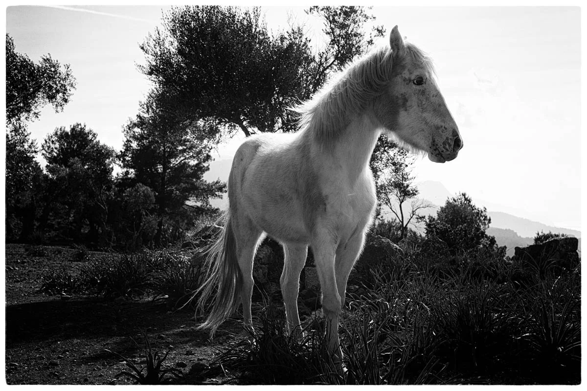© THE THIN WILD DUKE by DELAFOI