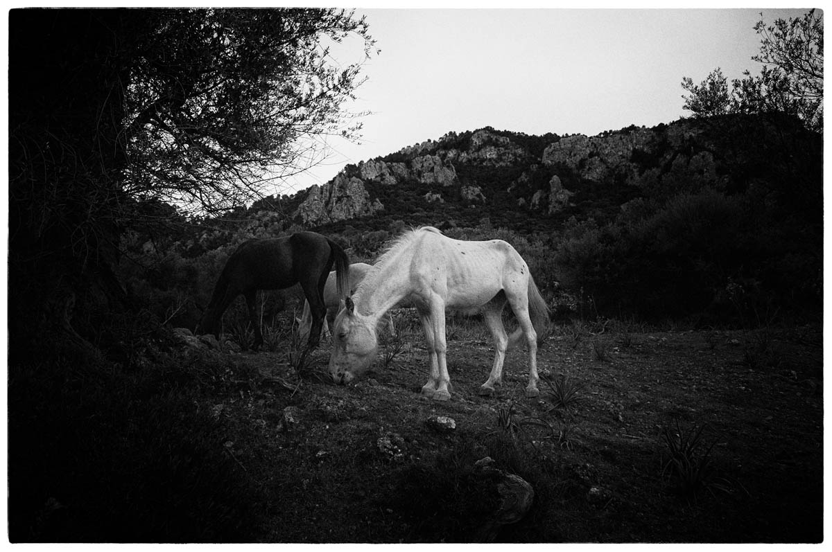 © THE THIN WILD DUKE by DELAFOI