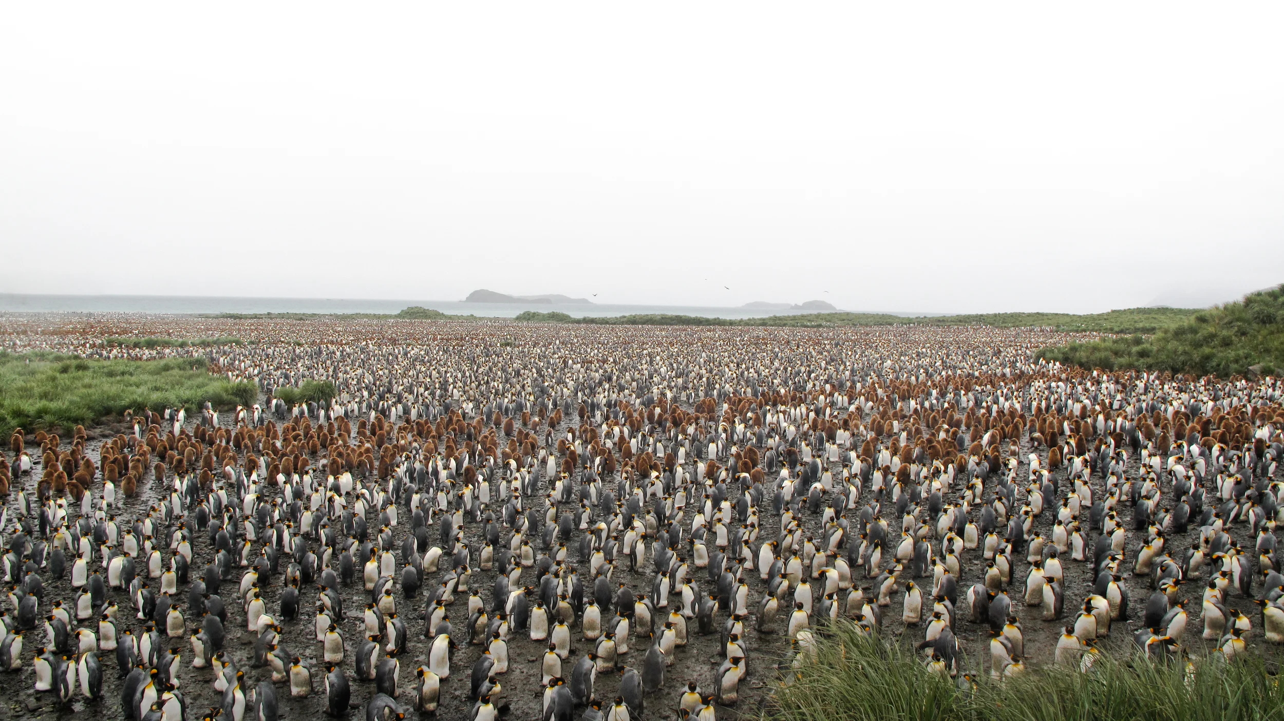 The Colony