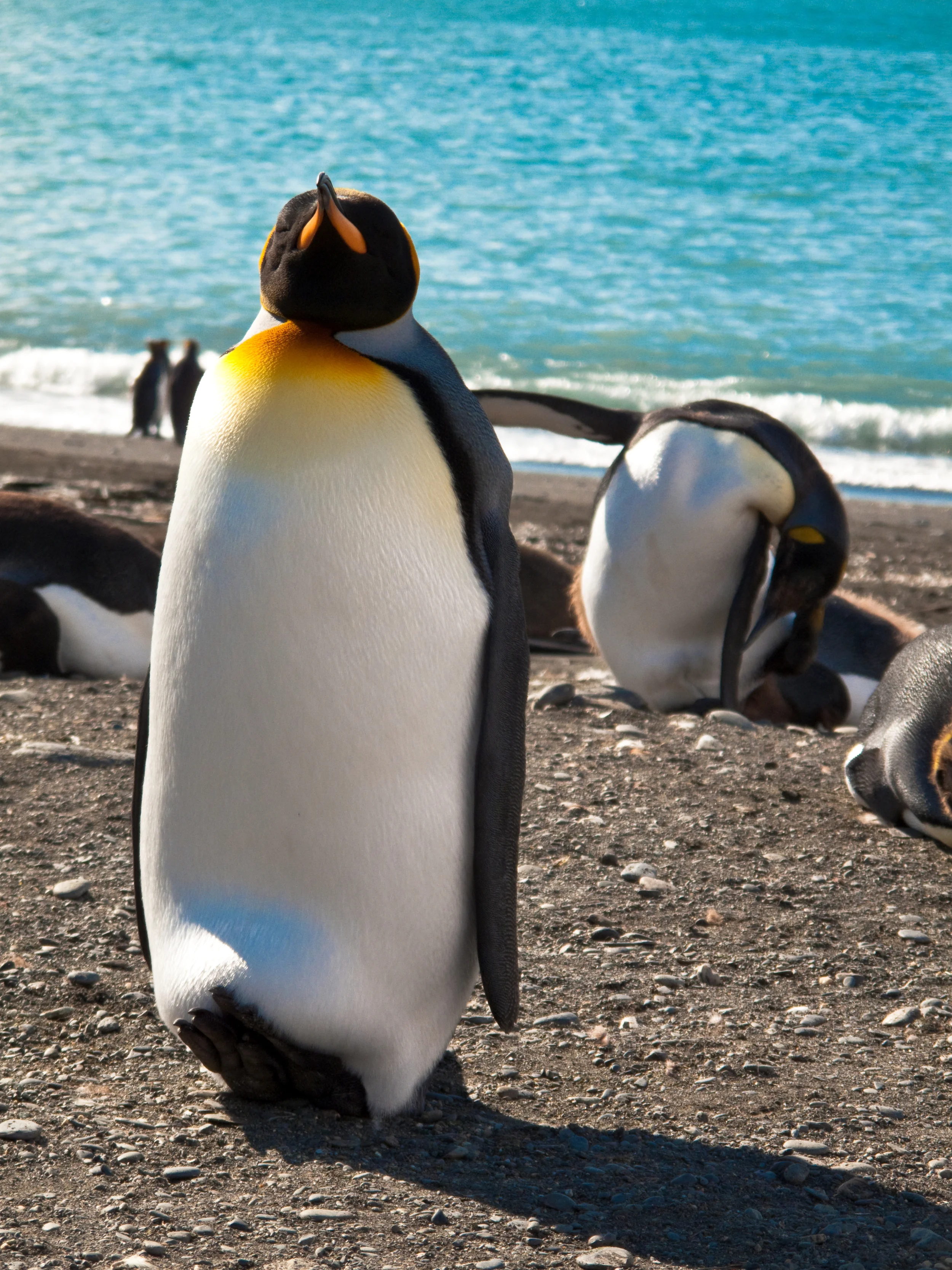 King Penguin