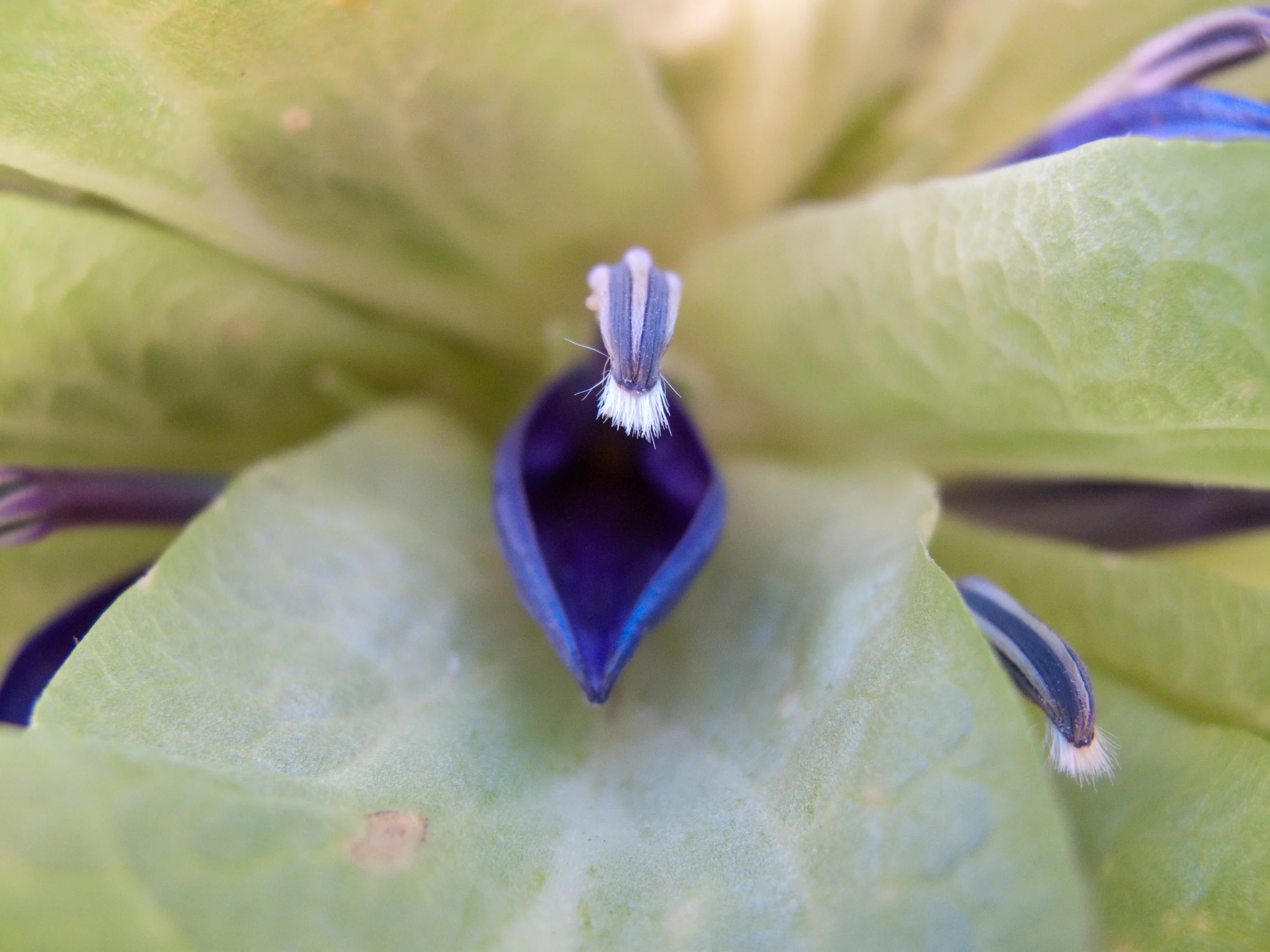 Blooms