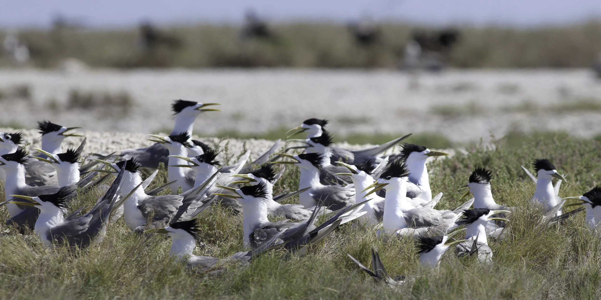 Greater Crested Tern