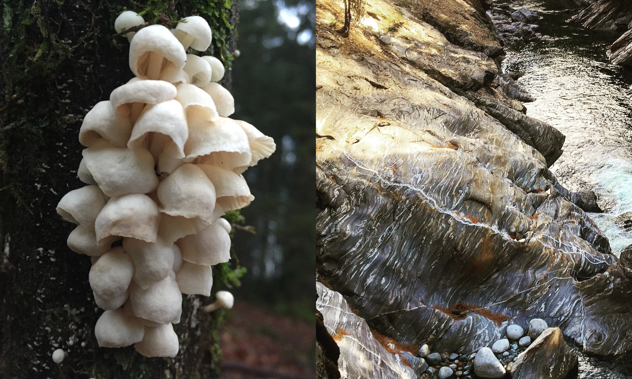 These two photos embody the design I came up with. She's a fanatic for amazing looking mushrooms and posts the most incredible pictures of all the creatures she's come across on her hikes. The water worn rock blew their minds when they came across it on a hike near Leavenworth.