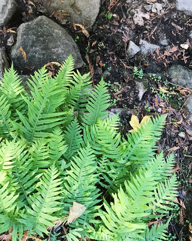 ferns seen while hiking on Tiger Mountain in Washington