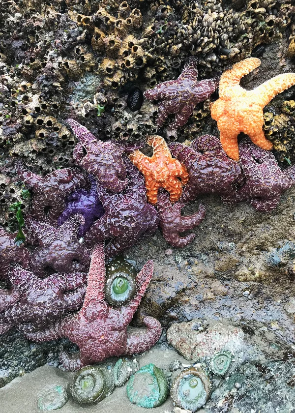 barnacles, sea anemones, purple and orange star fish on sea stack rock wall at Shi Shi Beach on Olympic Peninsula