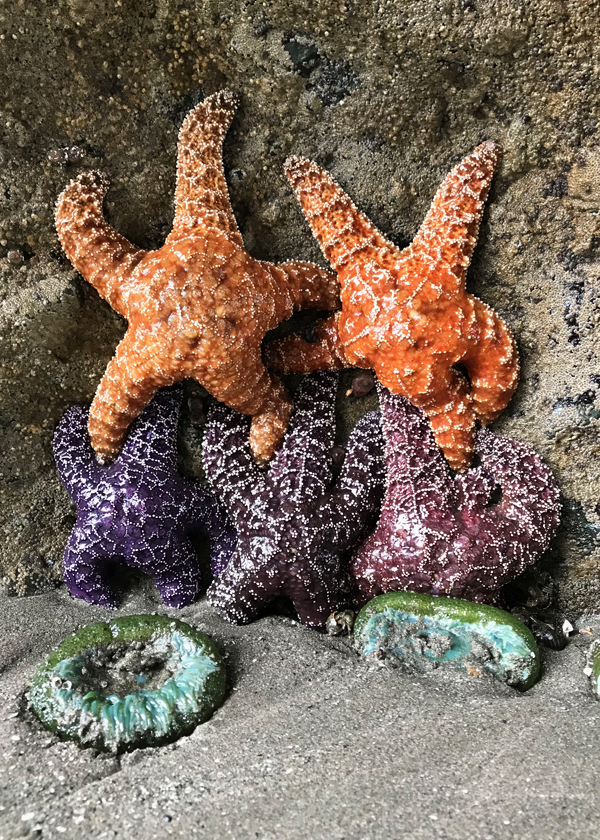 Five stacked bright orange and purple starfish in pyramid on rock wall with two green sea anemones in the sand. Sea stack rock wall at Point of Arches on Olympic Peninsula Washington