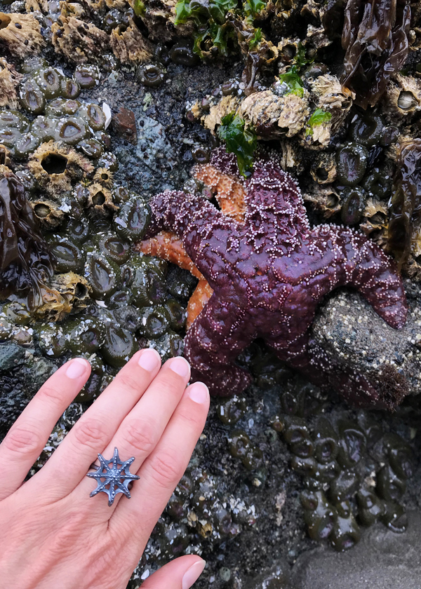 hand wearing black silver sea star ring points to purple starfish on top of orange starfish with barnacles and sea anemones on sea stack rock face in Washington State rugged coastline