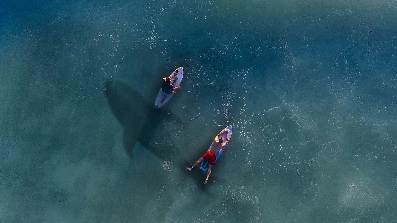 sharks-and-surfing-isla-surf-school.jpg