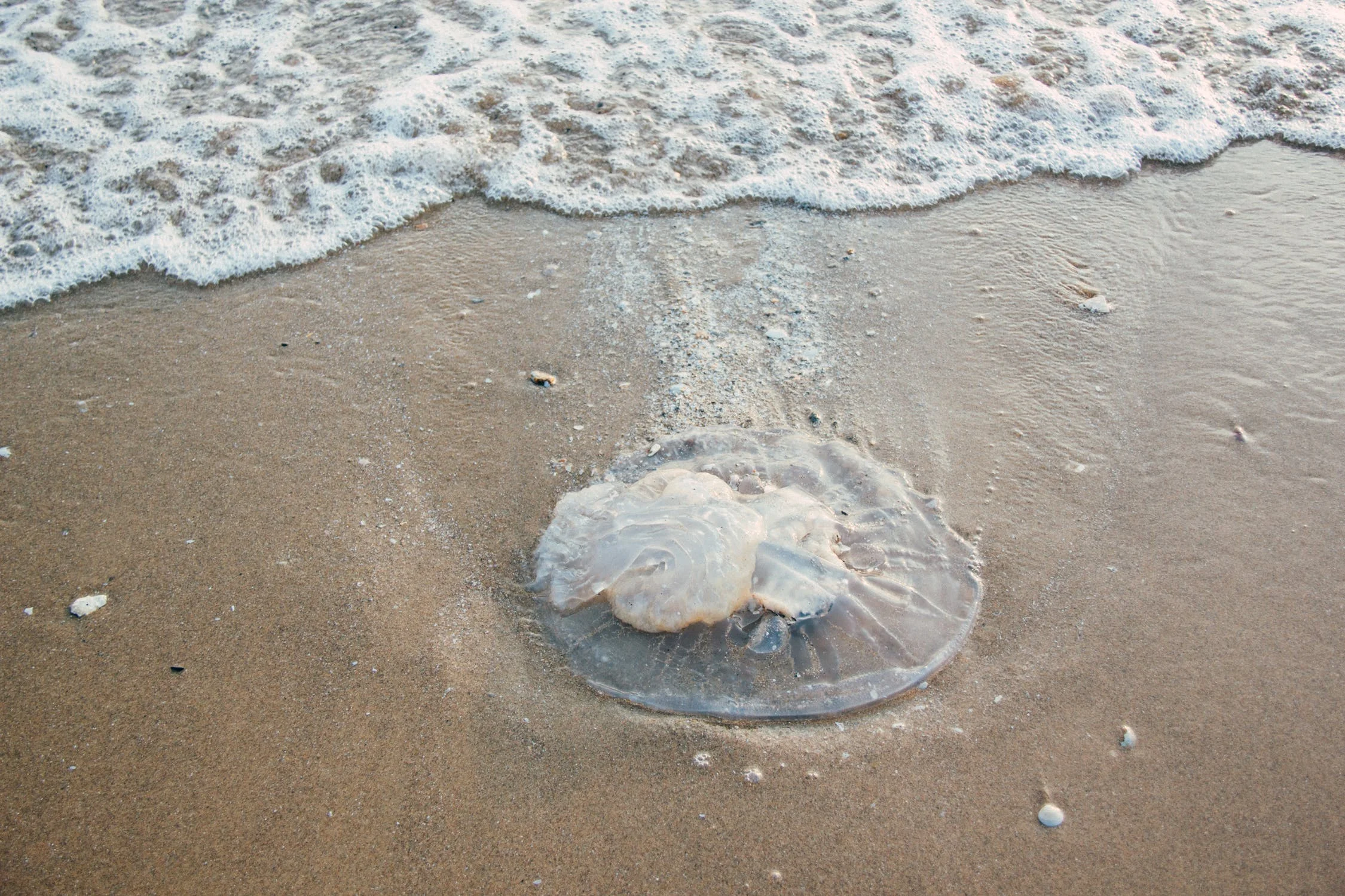 Everything You Need to Know About Jellyfish and Jellyfish Stings
