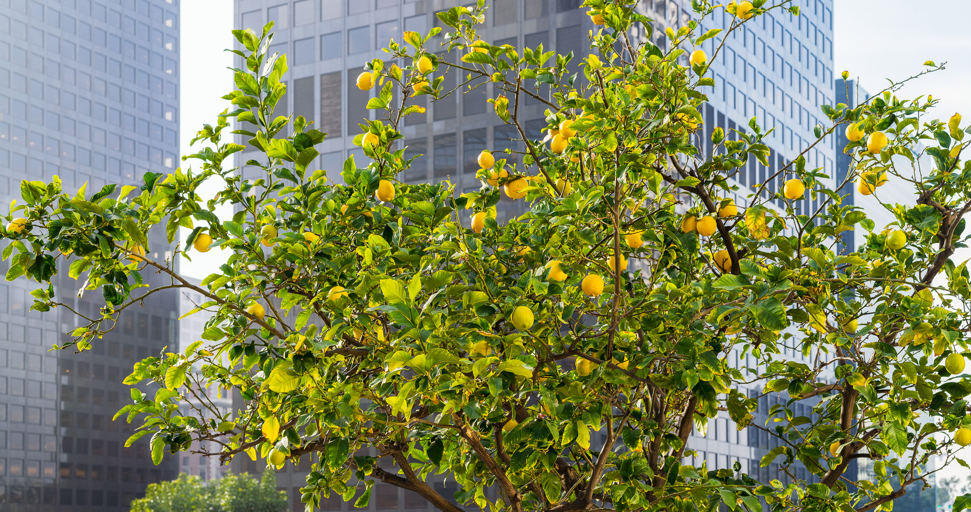 After "Fortress LA" by Mike Davis #2 (Citigroup Center) Los Angeles, 2015