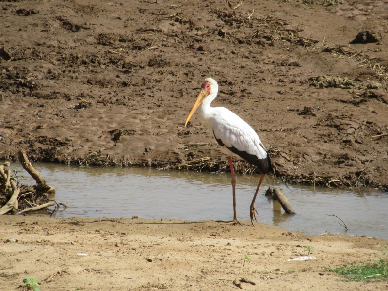 Safari bird.jpg