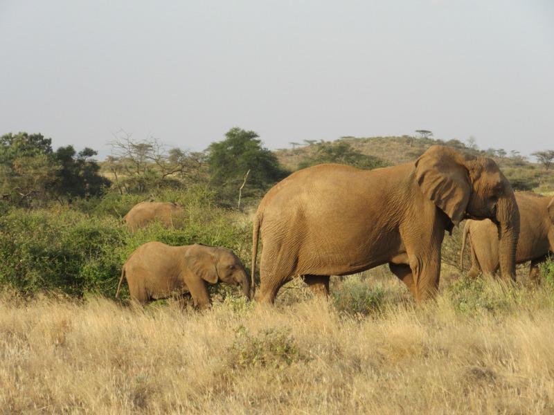 Safari Elephant with baby.jpg