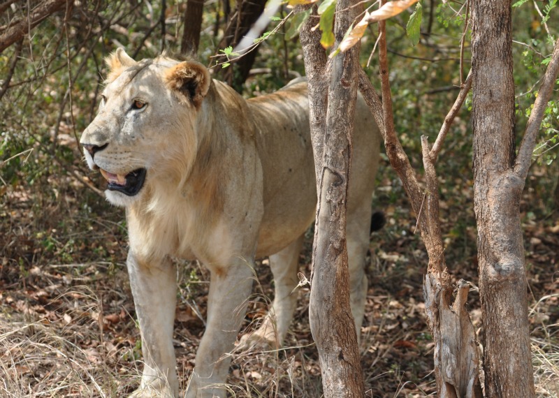 Safari Lion.jpg