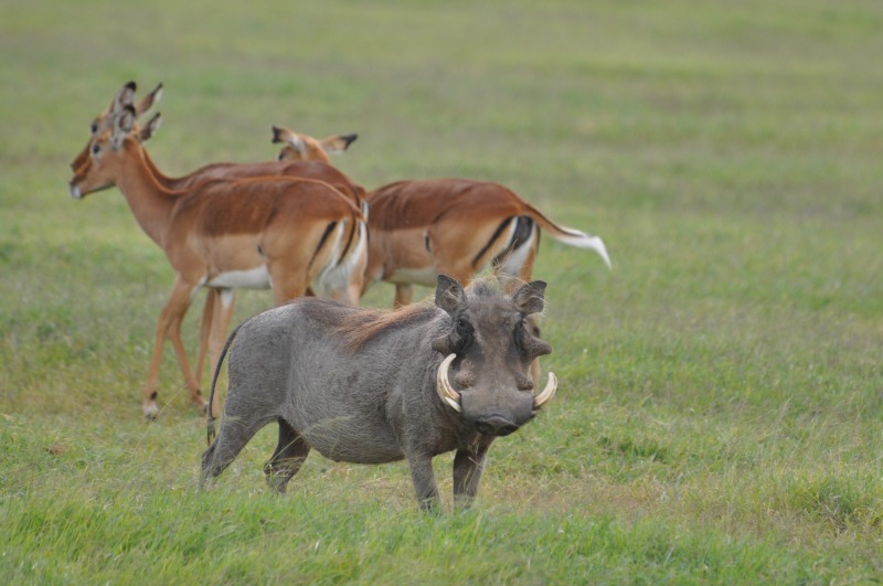 safari wart hog.jpg