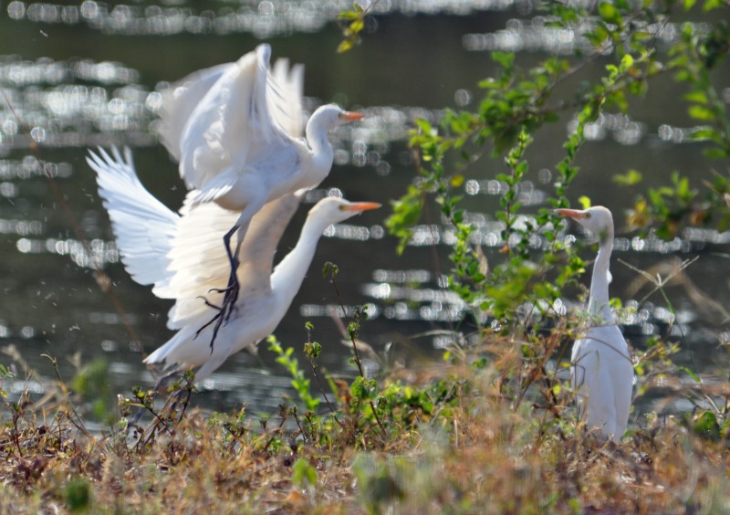 Safari white birds.jpg