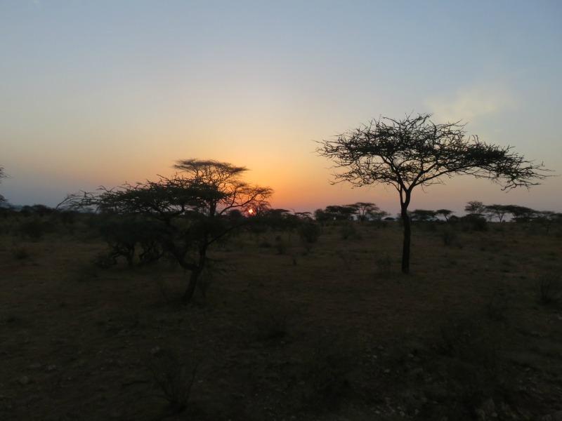 Safari sunset.jpg