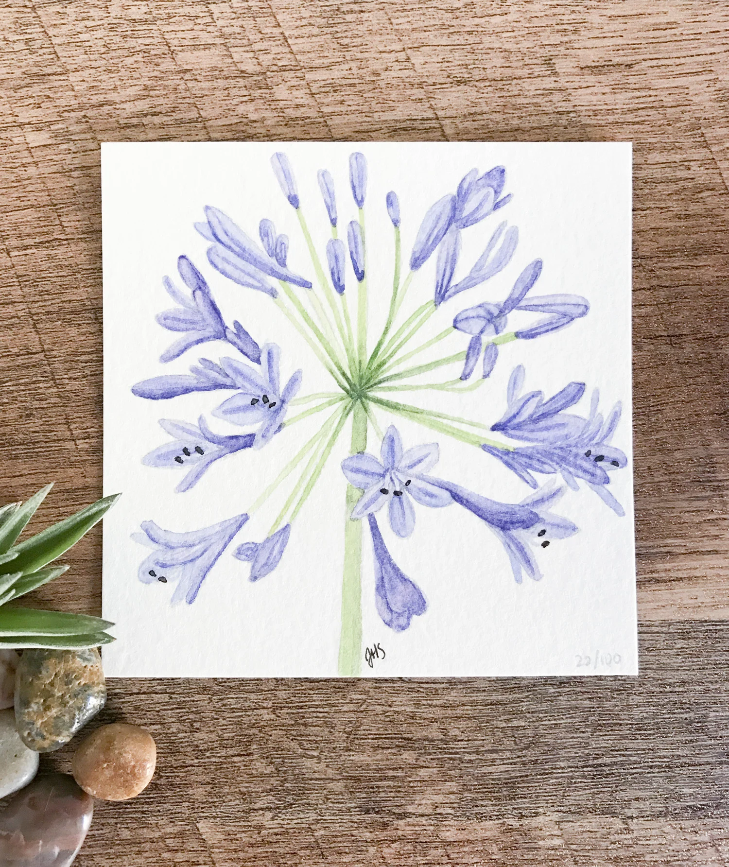 22-agapanthus-1.jpg
