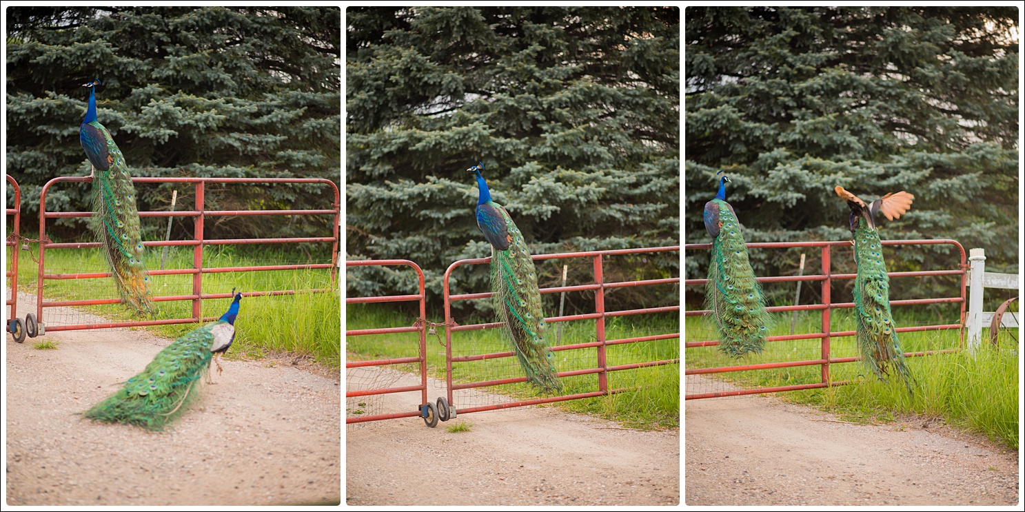 peacocks-7_WEB.jpg