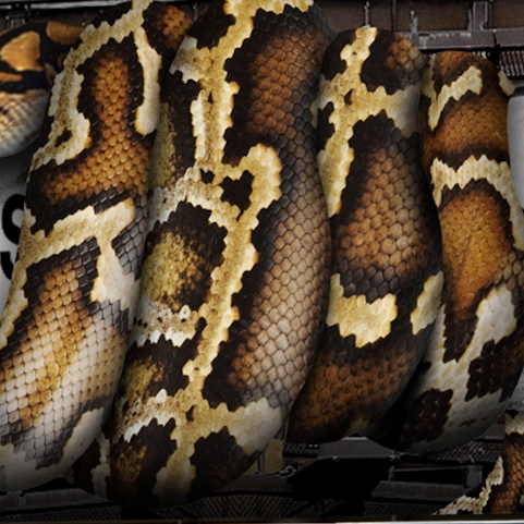 TFA - Python Billboard-2.jpg