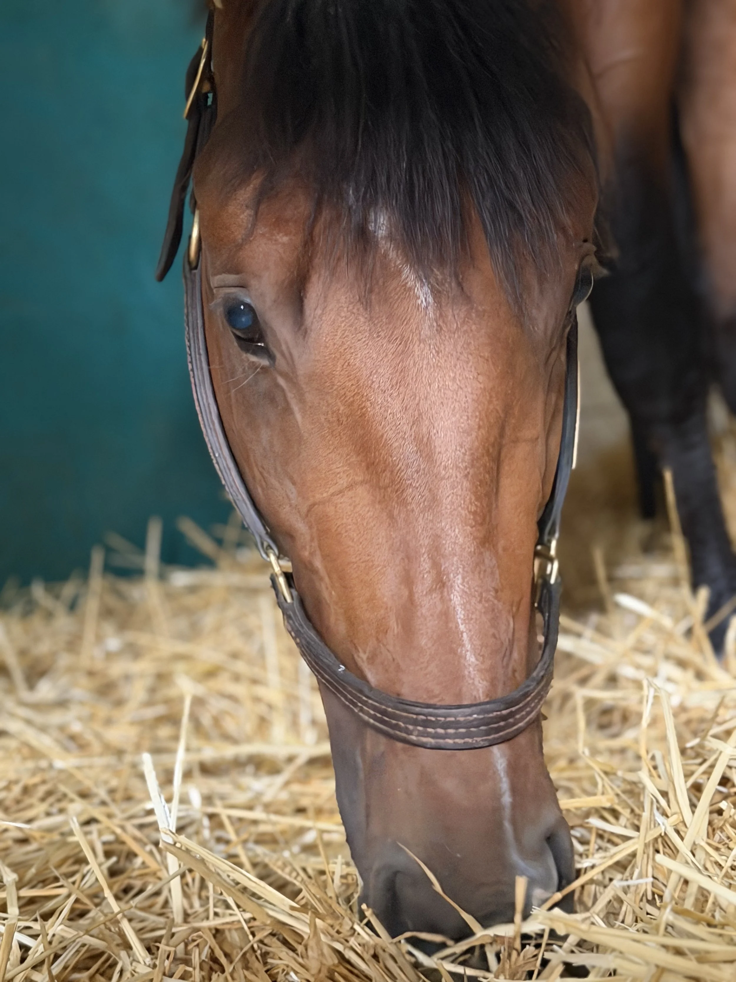 Feed Time At The Barn