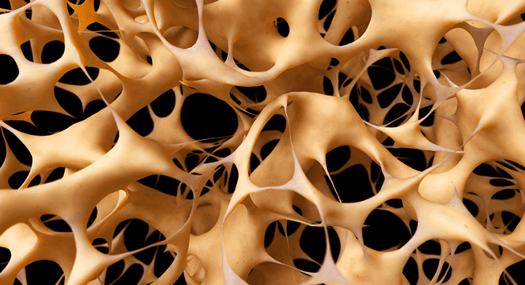 bonestrength trabiculae.png