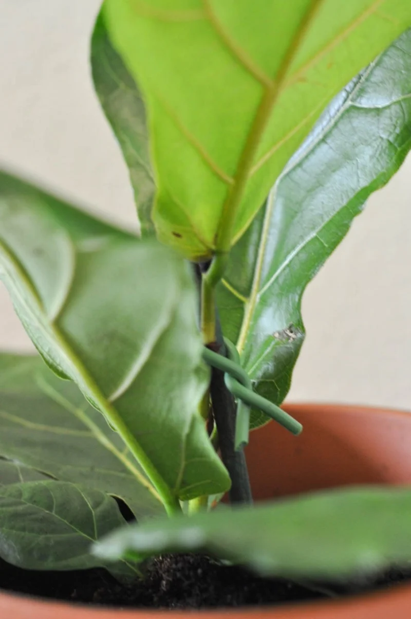 Houseplant Tour-3.jpg