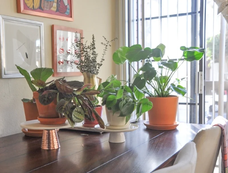 Houseplant Tour-7.jpg