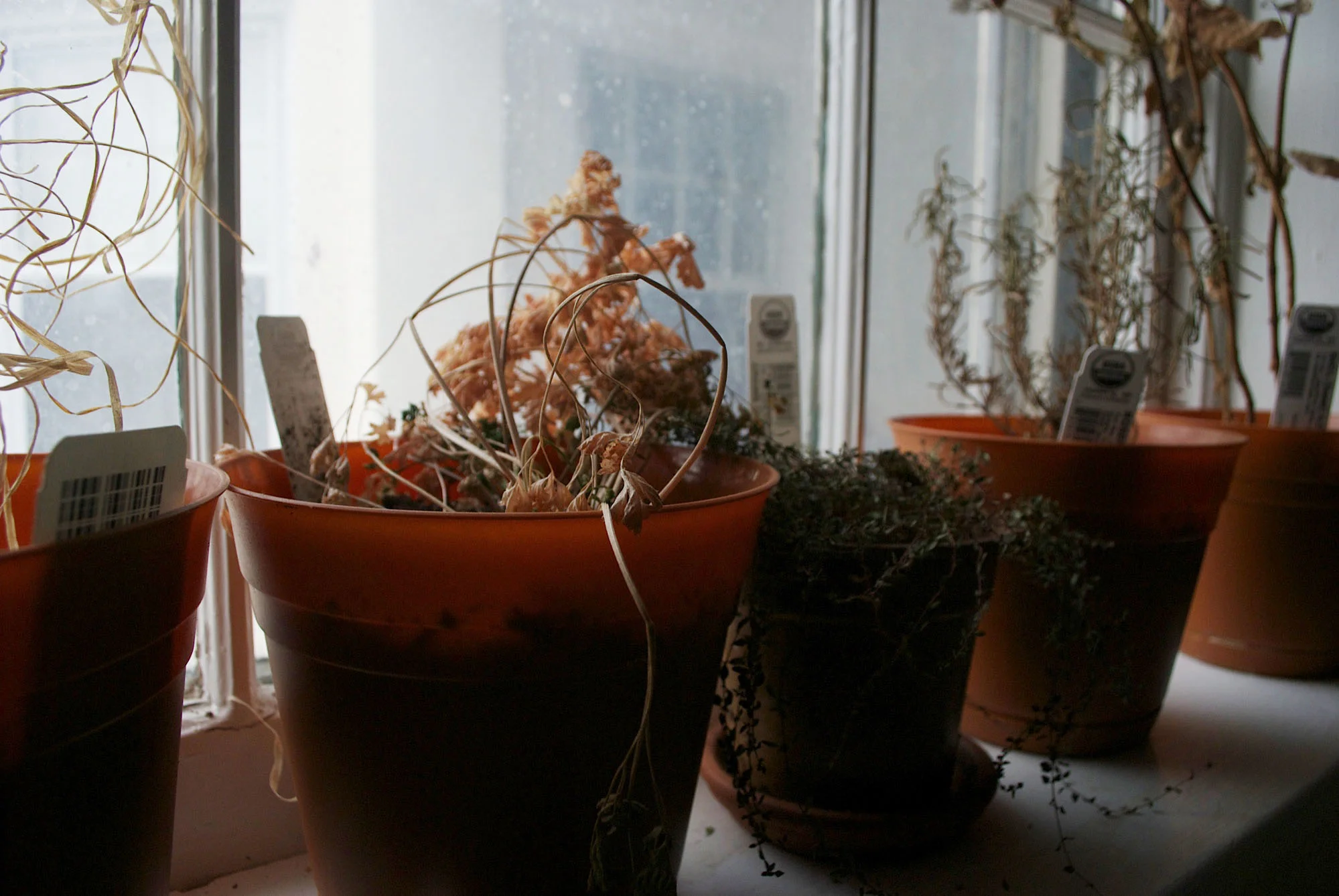 dead plants_edited.jpg