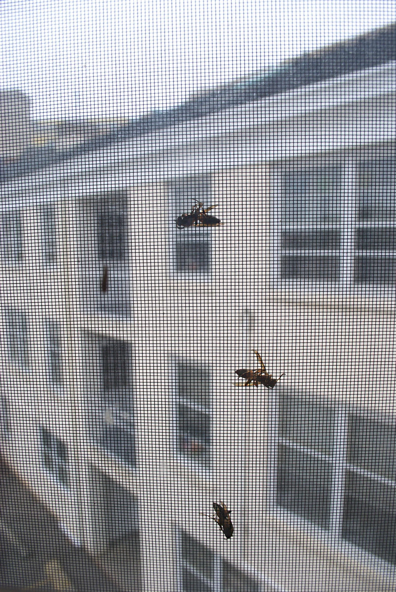 dead bees_edited .jpg