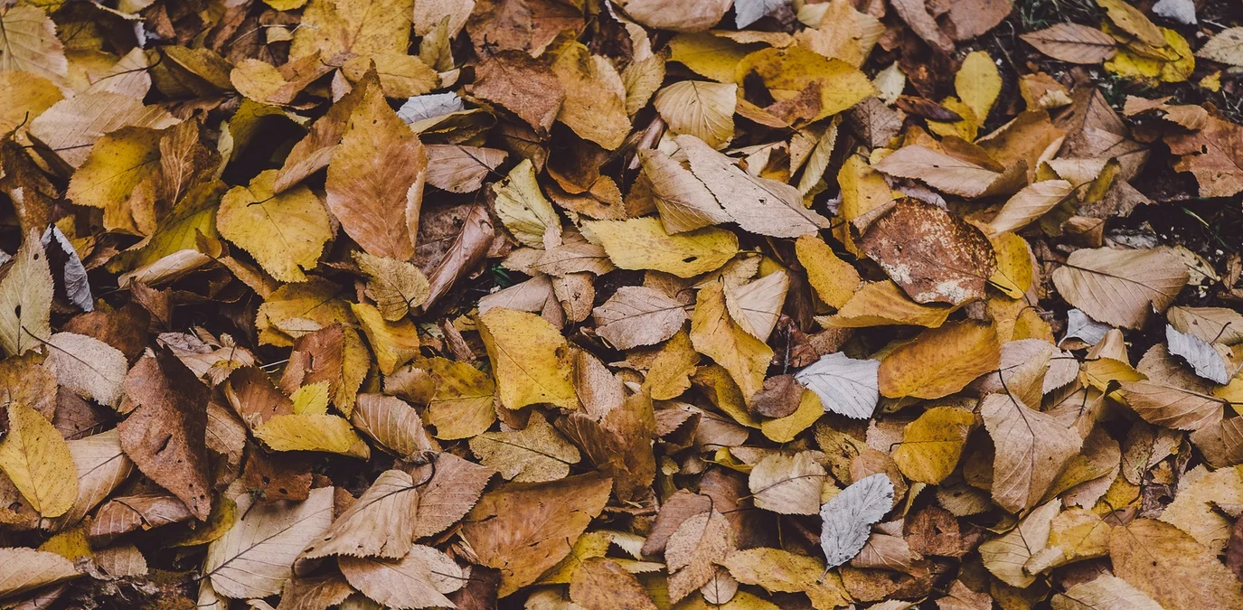 Blind Binger's Guide to Halloween Bliss